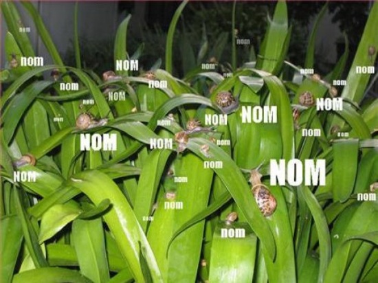 Snail Nom_Demonicious 090121 Snail Nom_Demonicious 090121