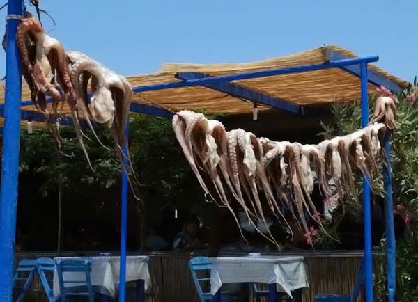 Wash Your Cephalopods_Demonicious 081128 Wash Your Cephalopods_Demonicious 081128