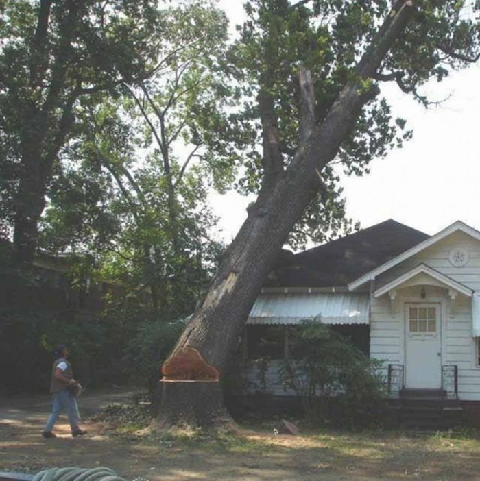 Ignosecond Tree_Demonicious Ignosecond Tree_Demonicious