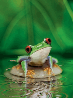 Rainfrog Rainfrog