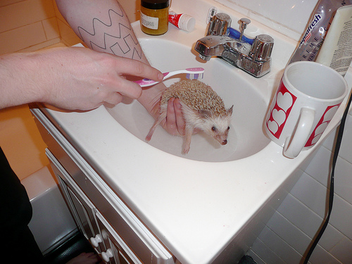 Wash Your Hedgehog Day_A Problem Shared 090906 Wash Your Hedgehog Day_A Problem Shared 090906