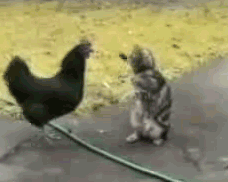 Cat Bird_Your daily gif blog Cat Bird_Your daily gif blog