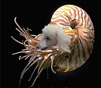 Cephalopoodle_Tacky Raccoons 091122