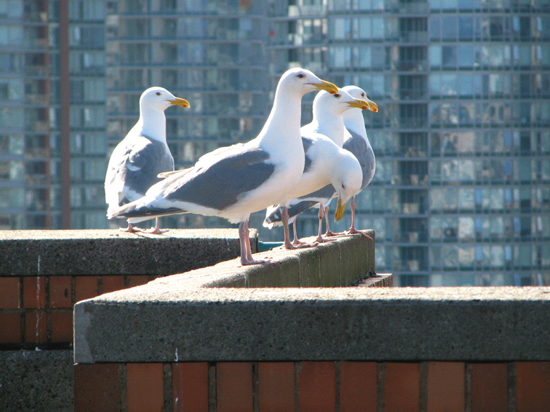 Gulls_GIF Anime 091119.