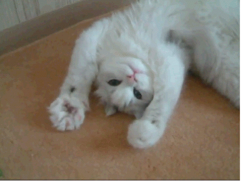 HipnoCat_GIF Party 090919 HipnoCat_GIF Party 090919