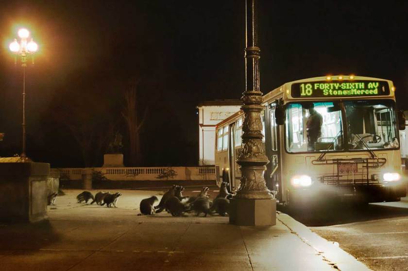 Raccoons at bus stop