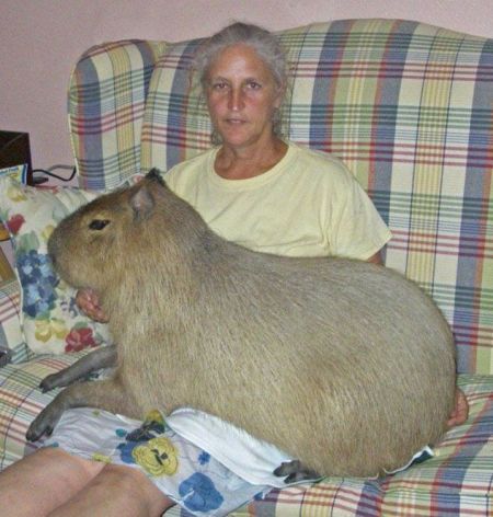 Capybara_PicDump 147