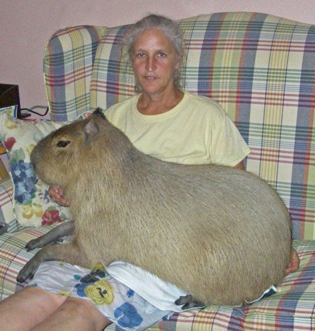 Capybara_PicDump 147