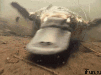 Platypus_A Problem Shared 091227