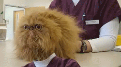 CatHairDo_Skull Swap 100109