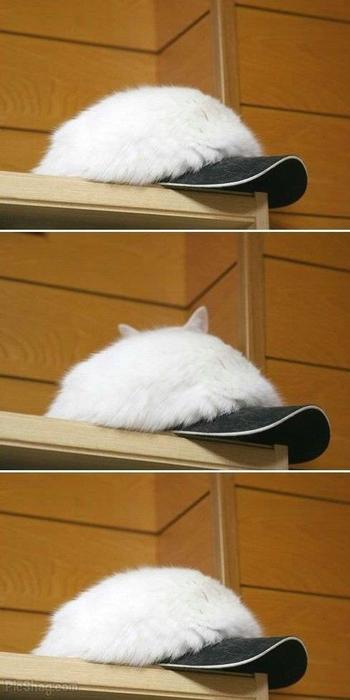 Ninja Cat 2_Need Input 101101