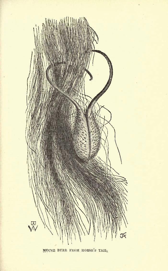 Mouse Burr From Horses Tail_hanuman 100215