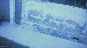 Sowboy_Your daily gif blog 100211