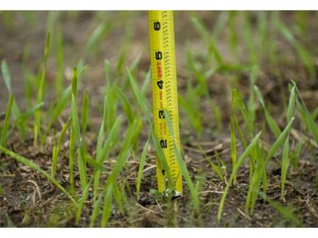 Urban Forester2_0CR 100217