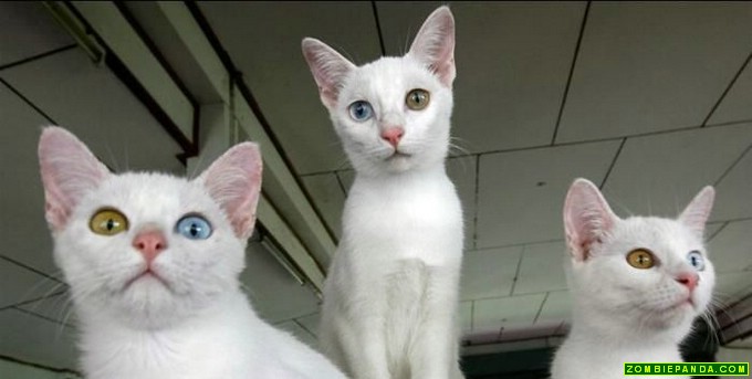 Heterochromia x 3_Zombie Panda 080521