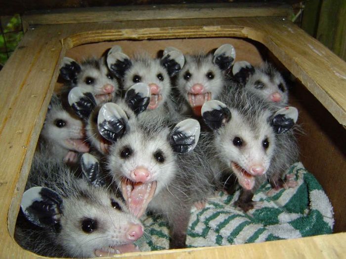Possums_FeelsRU 080310