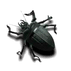 Beetle_Graphics Interchange Format 100131