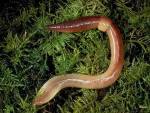 Earthworm