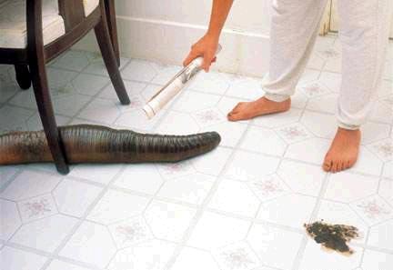 House Training Your Pet_janitor of lunacy 100331