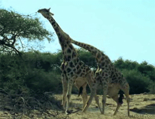 Giraffe Battle_Threadbombing