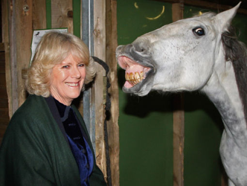 Horse Bomber3_Daily picdump 100506