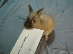Rabbit Envelope Opener_Gif Bin