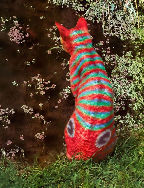 Cat Fish_Skull Swap 100527