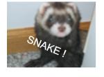 lol-ferret-snake