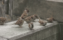 Sparrow Fight_Gif Anime