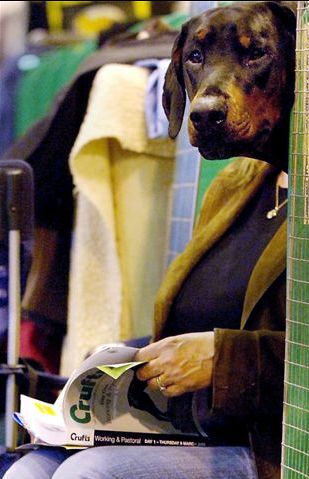 Studying Dog_Pixdaus