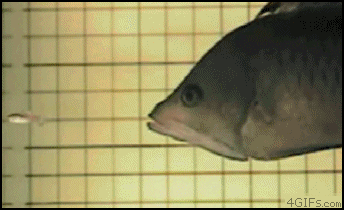 Triggerfish_4GIFs