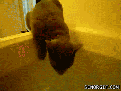 Cat Bath_A&A