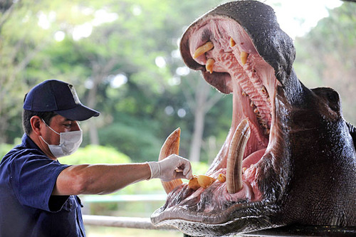 Hippo Dentistry_Pepper Proxy 100314