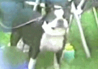 Smiley Dog_Gif Bin