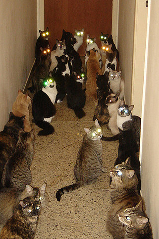 Lasercat Meeting