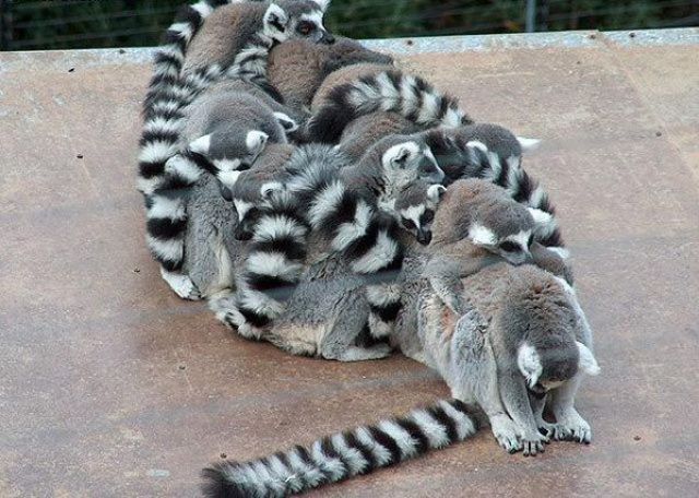 Lemur Sleepover_Izizsmile