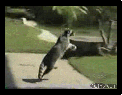 Raccoon_hops