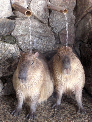 Wet Capybaras