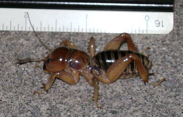 101116 Potato Bug (1)