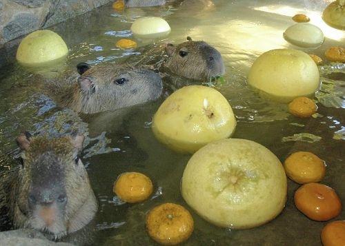 Capybara Stew