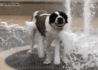 Dog Fountain