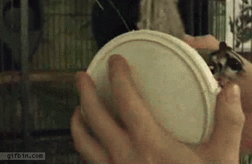 sugar-gliders-in-a-box