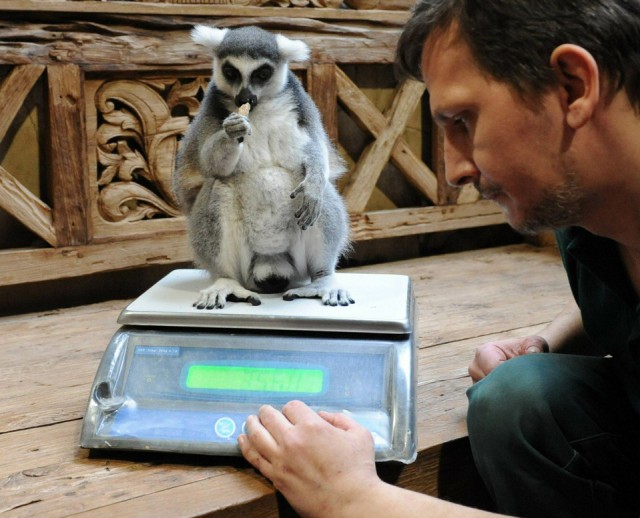 Weigh-Your-Lemur-Day