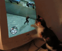 Cat TV