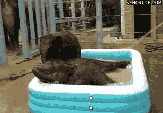 Elephant Pool