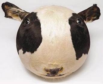Inflated Cow Head