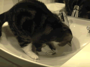Cat Sink