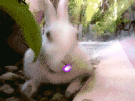 Plasma Bunny