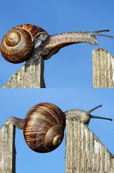 Snail Parkour