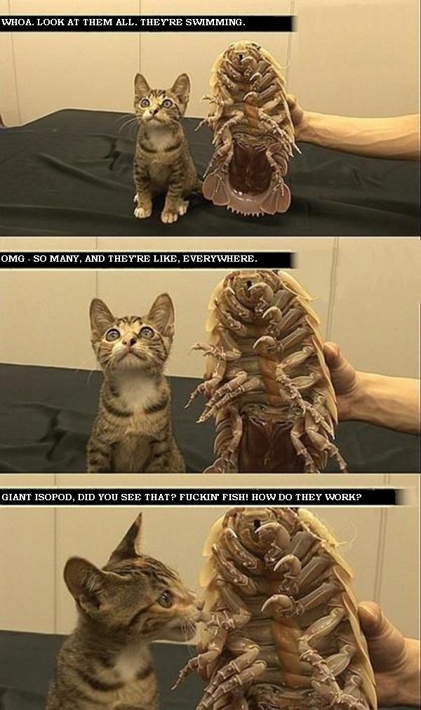 Wow, Giant Isopod!